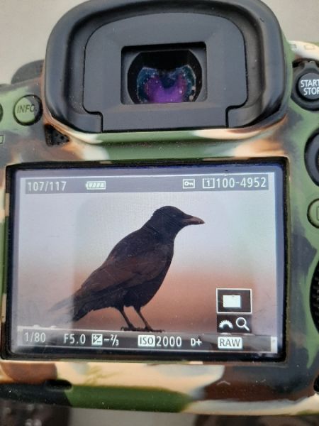 czarnowron  - Stanisław Turowski