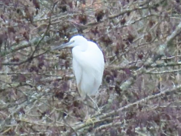Aigrette garzette  - Marie-Laure Miège