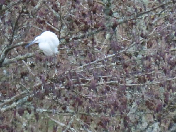 Aigrette garzette  - Marie-Laure Miège