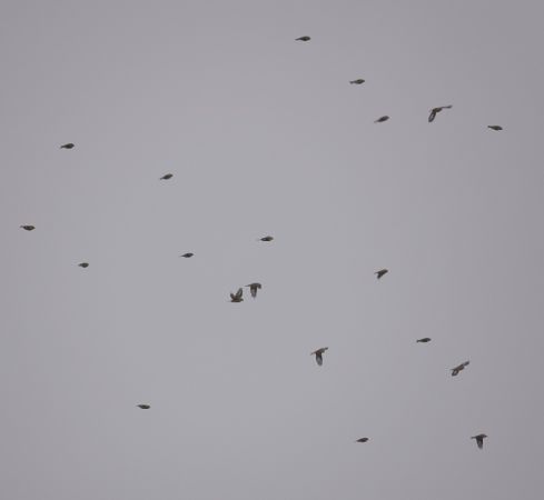 Bluthänfling  - Monika Żochowska