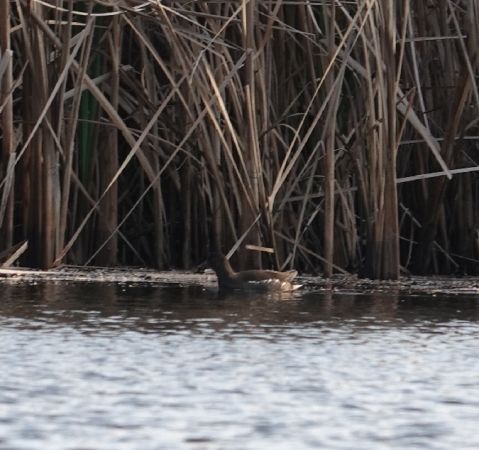kokoszka  - Monika Żochowska