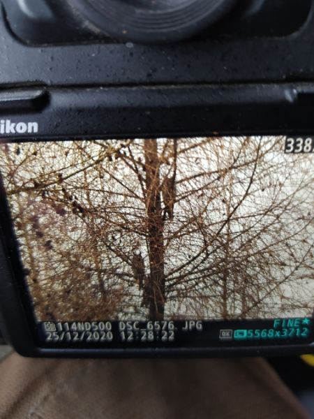 Long-eared Owl  - Jarosław Mydlak