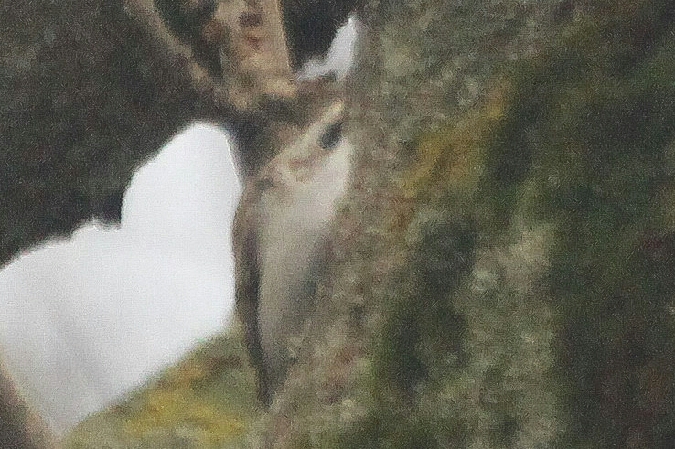 Grimpereau des bois  - Adam Olszewski