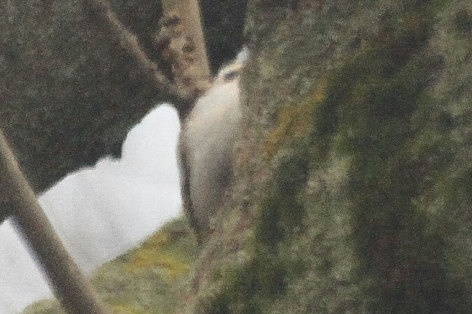 Grimpereau des bois  - Adam Olszewski