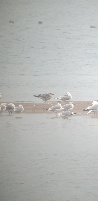 mewa żółtonoga  - Marcin Borowik