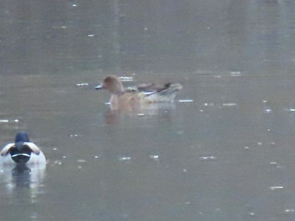Canard siffleur  - Marie-Laure Miège