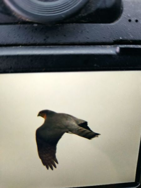 Eurasian Sparrowhawk  - Jarosław Mydlak