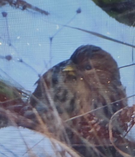 Berghänfling  - Adam Szczepańczyk