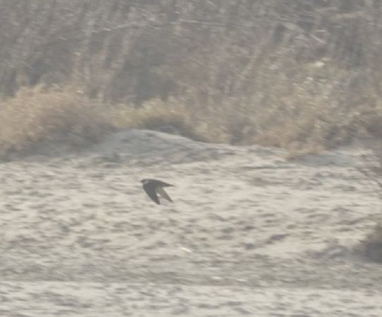 Wanderfalke  - Monika Żochowska