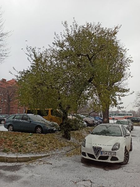 Long-eared Owl  - Jarosław Słowikowski