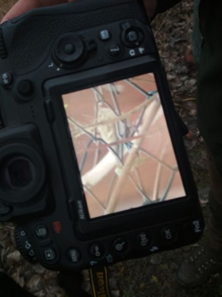 świstunka ałtajska  - Katarzyna Kąciak