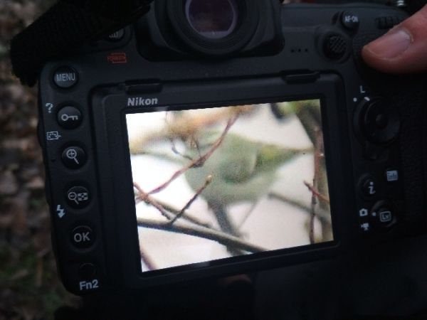 Tienschanlaubsänger  - Katarzyna Kąciak