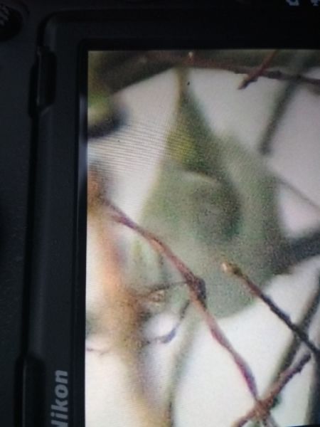 Pouillot de Hume  - Katarzyna Kąciak