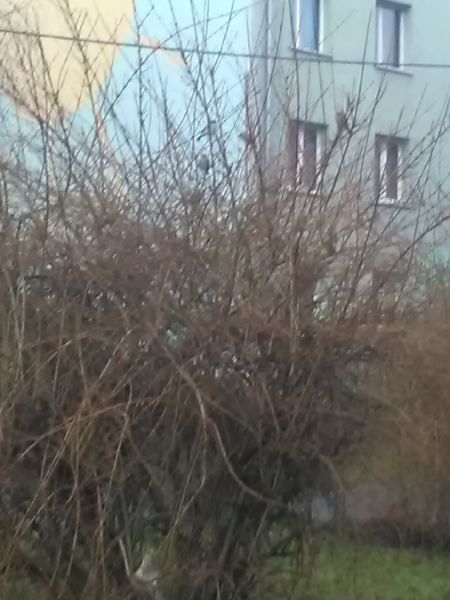 House Sparrow  - Karol Łanocha