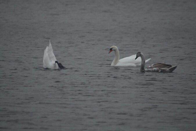 Cygne tuberculé  - Adam Olszewski