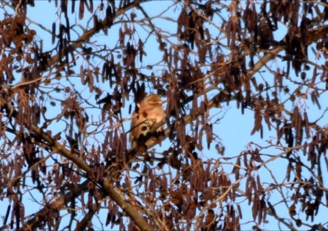 Pine Bunting  - Filip Reiter