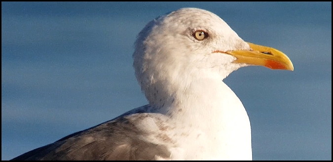 Goéland brun (L.f.intermedius)  - Giuseppe Di Lieto