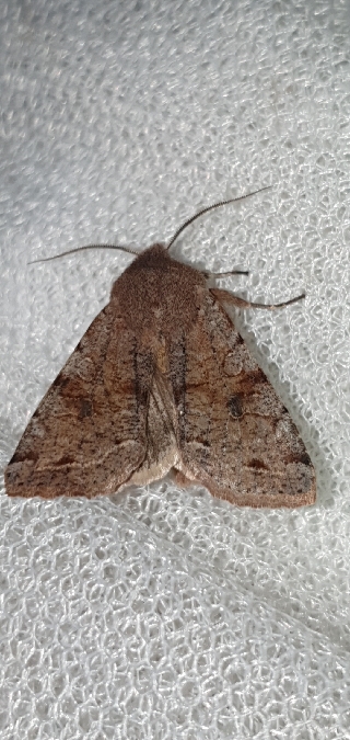 Orthosia incerta  - Melchior Viallet