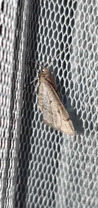 Aleucis distinctata  - Melchior Viallet