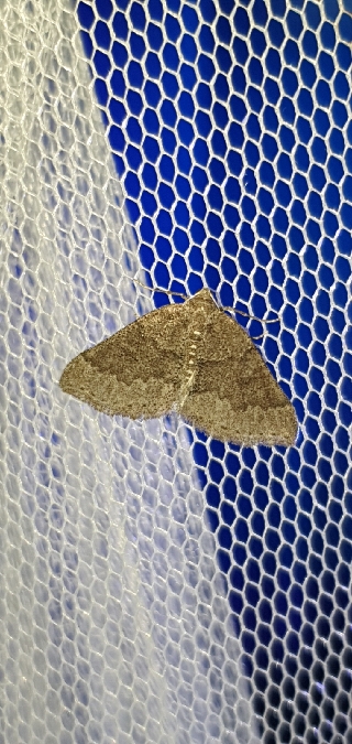 Aleucis distinctata  - Melchior Viallet