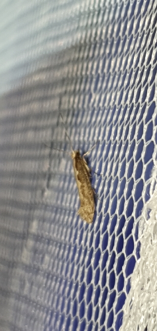 Plutella xylostella  - Melchior Viallet