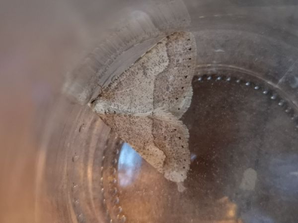 Hibernie hâtive  - Françoise Rauzieres (TGB-SSNTG)