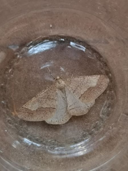 Hibernie hâtive  - Françoise Rauzieres (TGB-SSNTG)