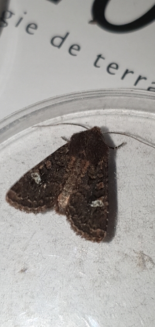 Dryobota labecula  - Melchior Viallet
