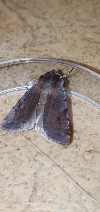 Cerastis rubricosa  - Melchior Viallet