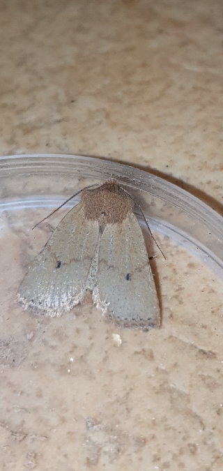 Conistra staudingeri  - Melchior Viallet