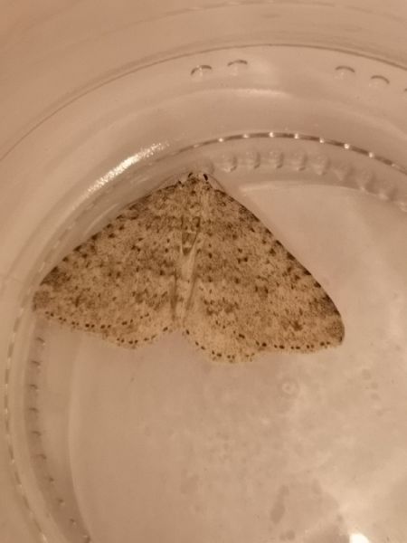 Colostygia multistrigaria  - Françoise Rauzieres (TGB-SSNTG)