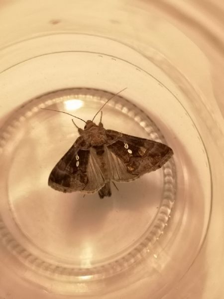 Chrysodeixis chalcites  - Françoise Rauzieres (TGB-SSNTG)