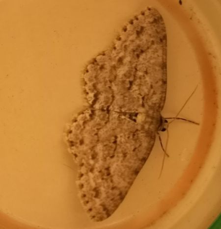 Boarmie crépusculaire  - Françoise Rauzieres (TGB-SSNTG)