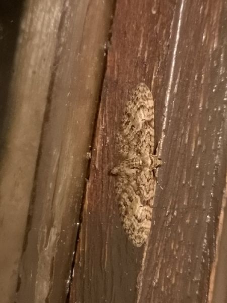 Eupithecia abbreviata  - Françoise Rauzieres (TGB-SSNTG)