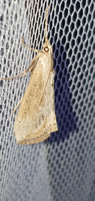 Evergestis isatidalis  - Melchior Viallet