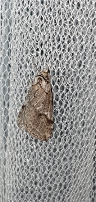 Chesias rufata  - Melchior Viallet
