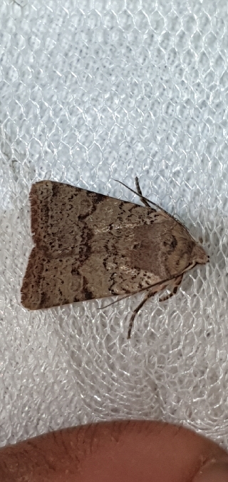 Spudaea ruticilla  - Melchior Viallet