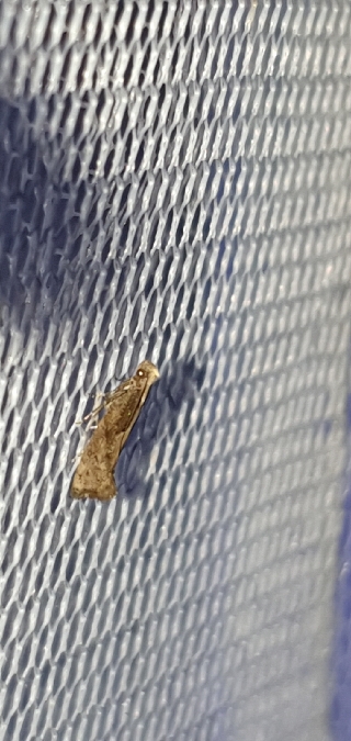 Acrolepiopsis vesperella  - Melchior Viallet