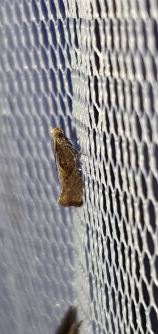 Acrolepiopsis vesperella  - Melchior Viallet