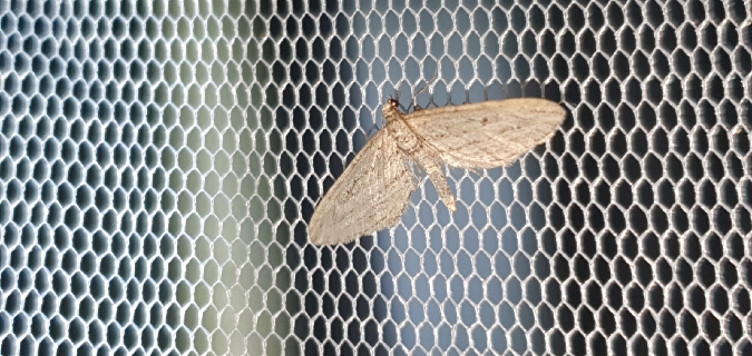 Eupithecia rosmarinata  - Melchior Viallet