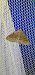 Aleucis distinctata  - Melchior Viallet