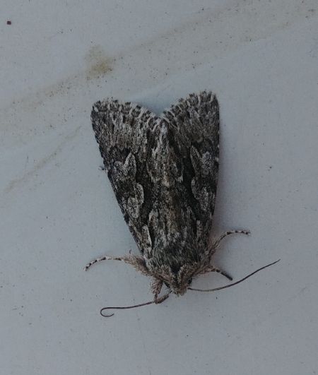 Xylocampa areola 