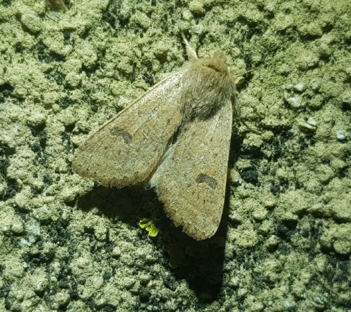 Orthosie farineuse  - Thomas Lux