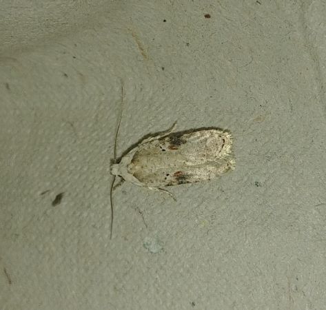 Agonopterix alstromeriana 