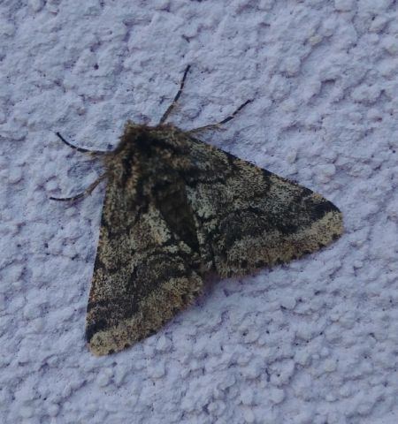 Lycia hirtaria 
