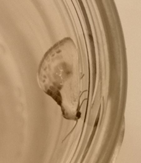Cilix glaucata  - Françoise Rauzieres (TGB-SSNTG)