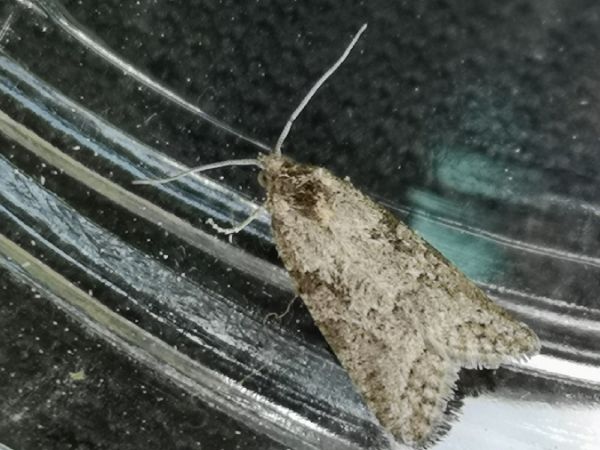 Cnephasia sp.  - Françoise Rauzieres (TGB-SSNTG)