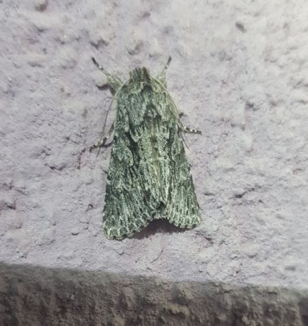 Xylocampa areola  - Thomas Lux