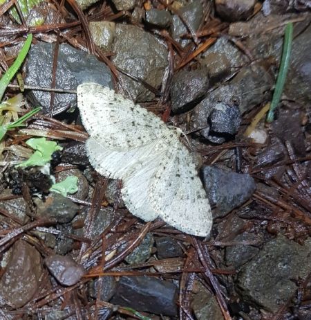 Colostygia multistrigaria  - Thomas Lux