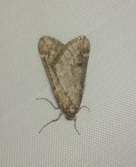 Phalène du marronnier 